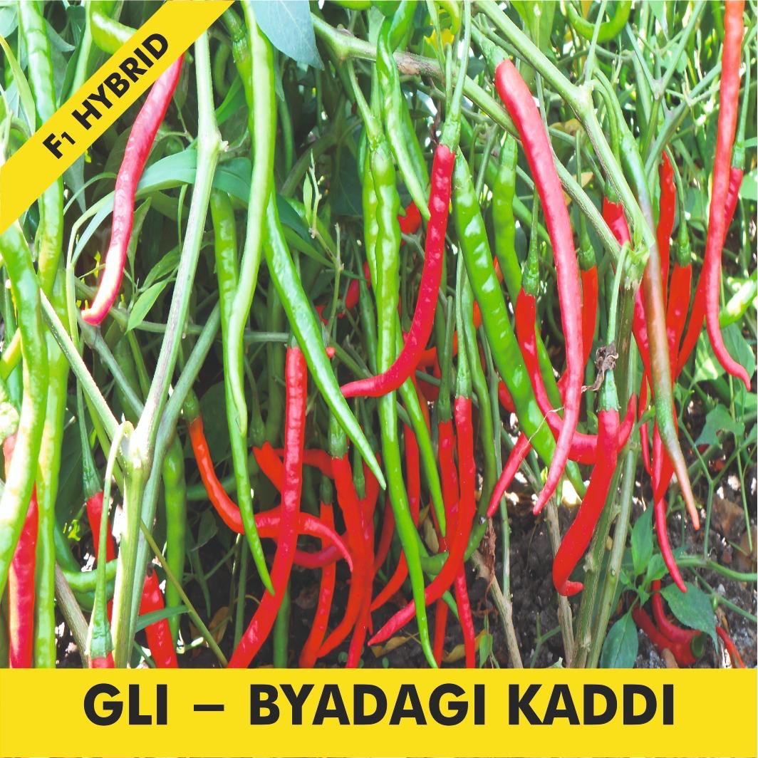 GLI-SUPER GREEN Chilli